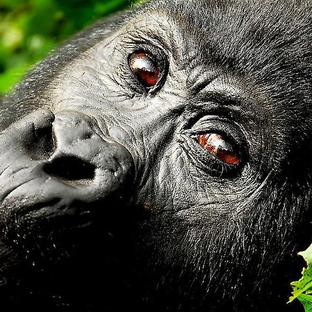 Sanctuary Gorilla Forest Camp Hotel Ntungamo  Eksteriør billede