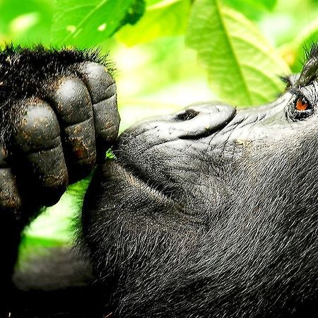 Sanctuary Gorilla Forest Camp Hotel Ntungamo  Eksteriør billede