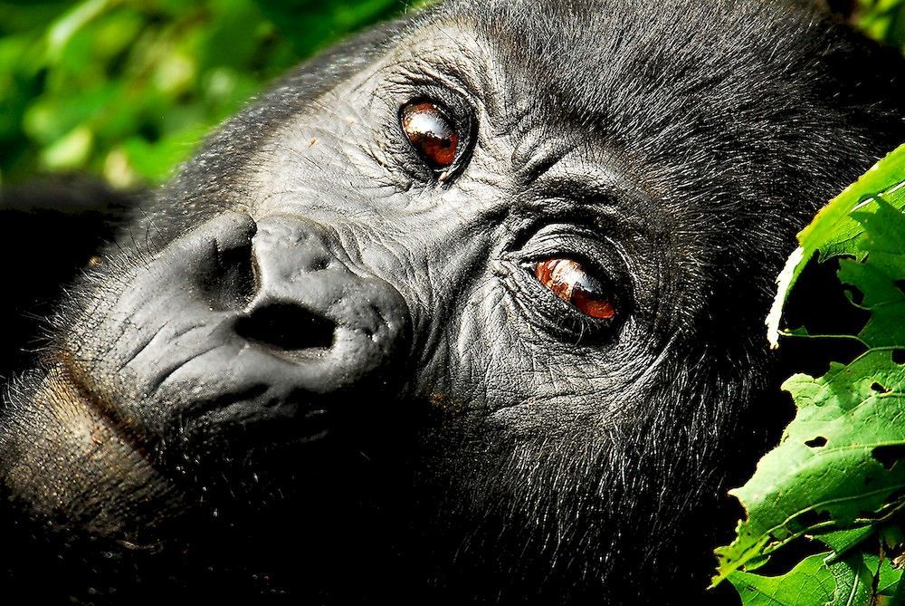 Sanctuary Gorilla Forest Camp Hotel Ntungamo  Eksteriør billede