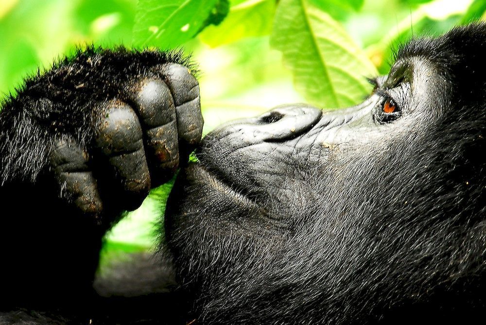 Sanctuary Gorilla Forest Camp Hotel Ntungamo  Eksteriør billede