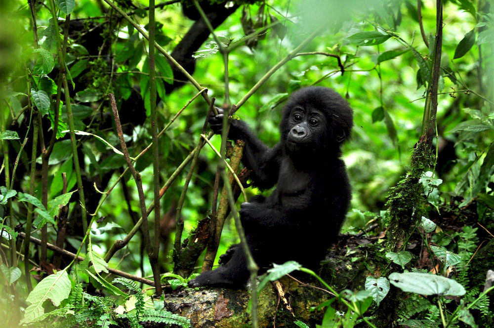 Sanctuary Gorilla Forest Camp Hotel Ntungamo  Eksteriør billede