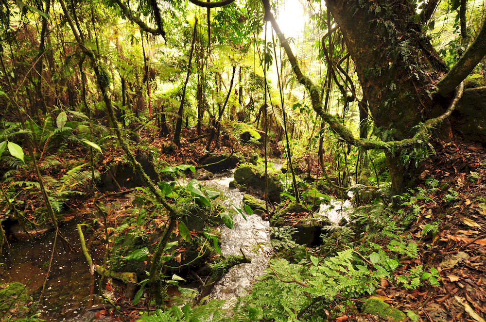 Sanctuary Gorilla Forest Camp Hotel Ntungamo  Eksteriør billede